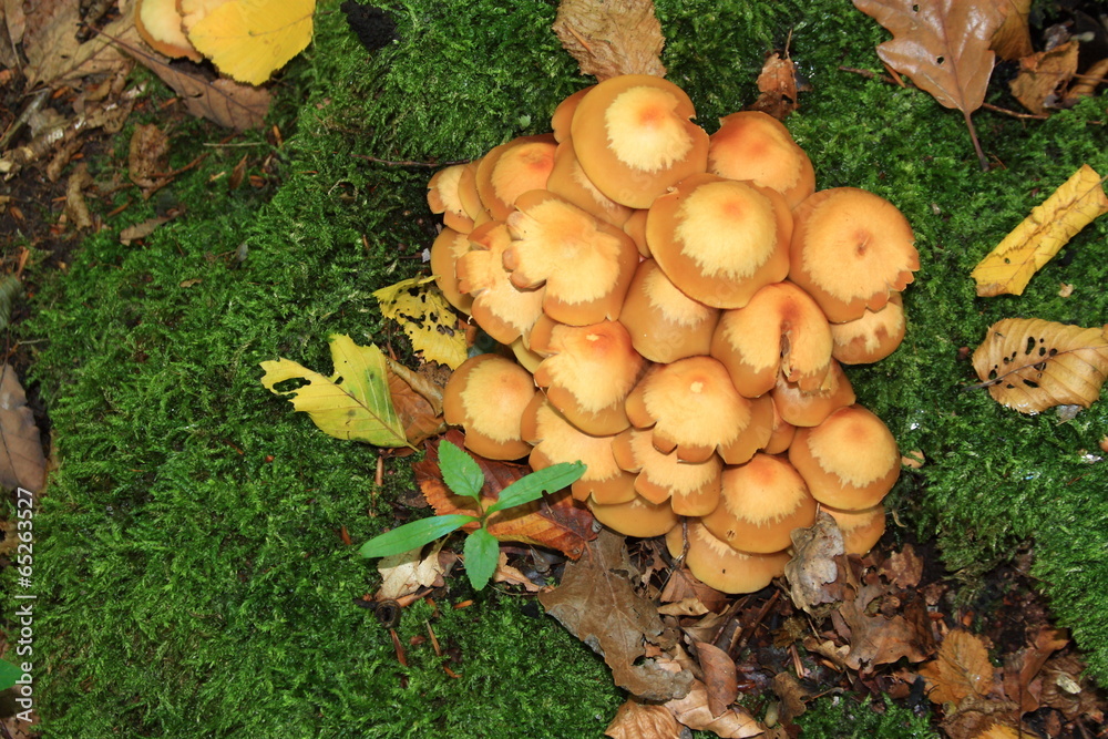 Hypholome en touffe (hypholoma fasciculare) Hypholome en touffe (hypholoma fasciculare)