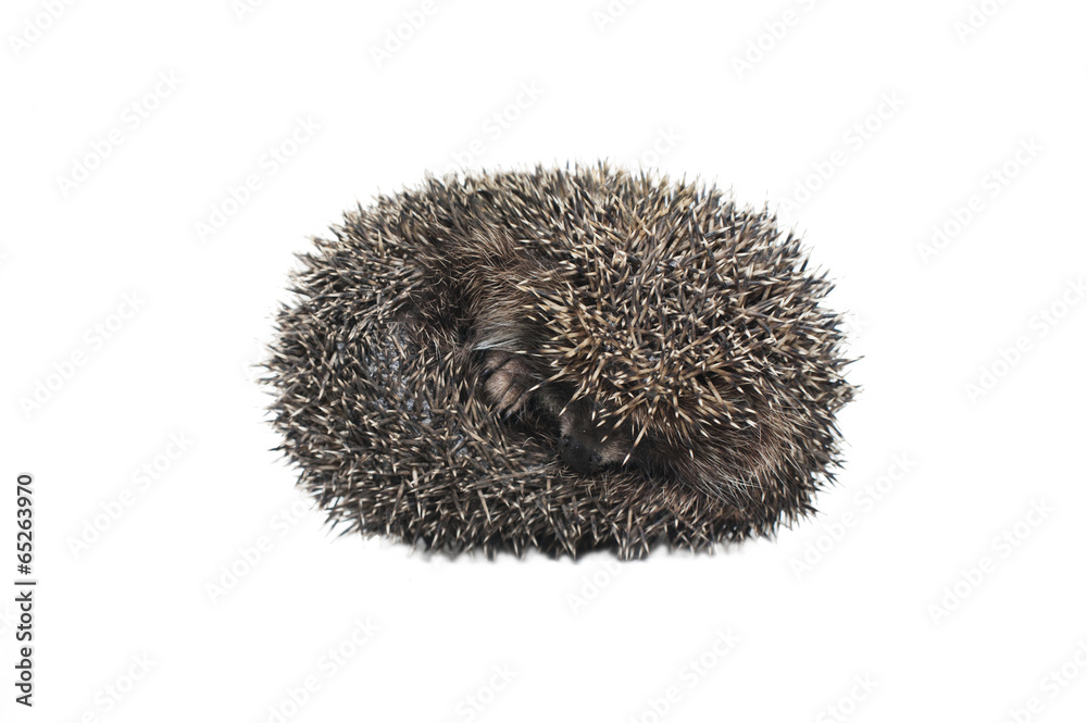 spiny hedgehog on white background spiny hedgehog on white background