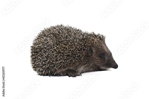 spiny hedgehog on white background