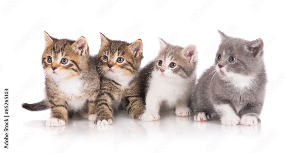 four adorable kittens together four adorable kittens together