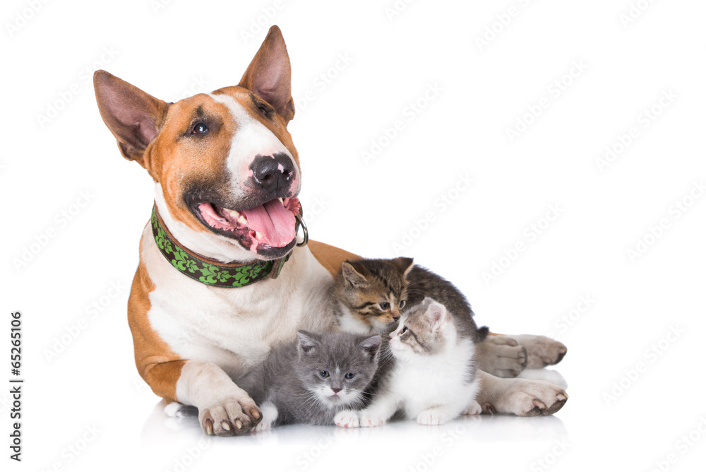 happy dog with kittens