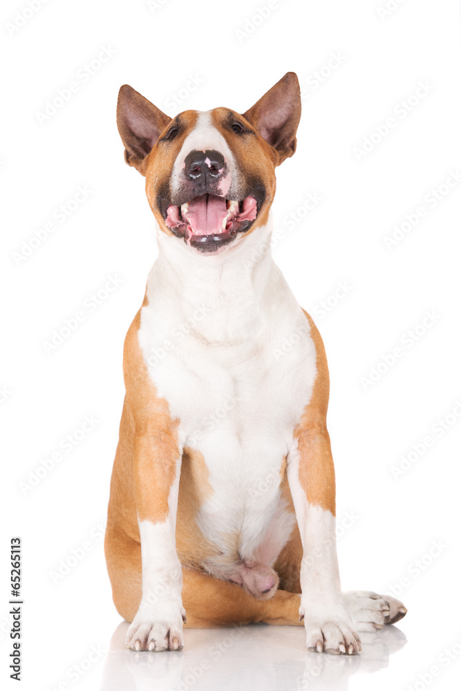 happy english bull terrier dog