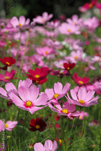 Pink cosmos flowers