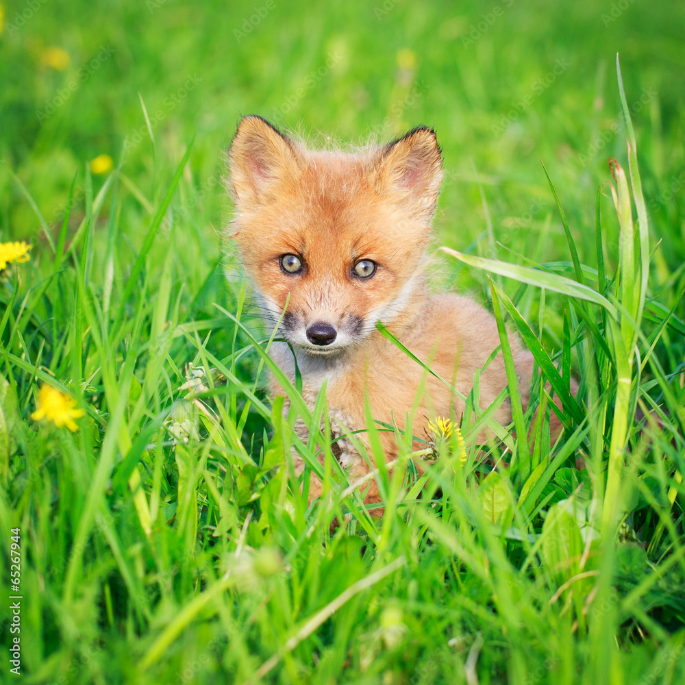 red fox pup
