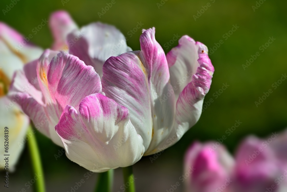 Rosa Tulpen