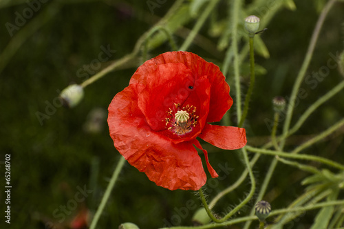 coquelicot photo