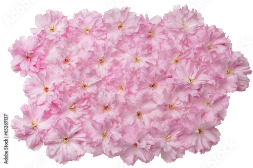 isolated heap of japanese cherry flowers
