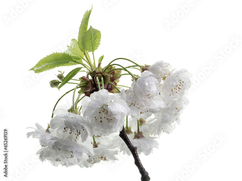 isolated sour cherry blossoms