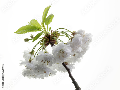 isolated sour cherry blossoms