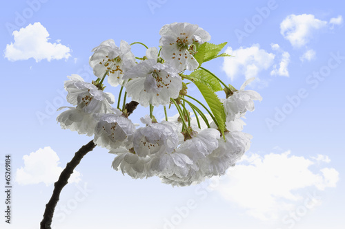 sour cherry blossoms with sky and clouds background