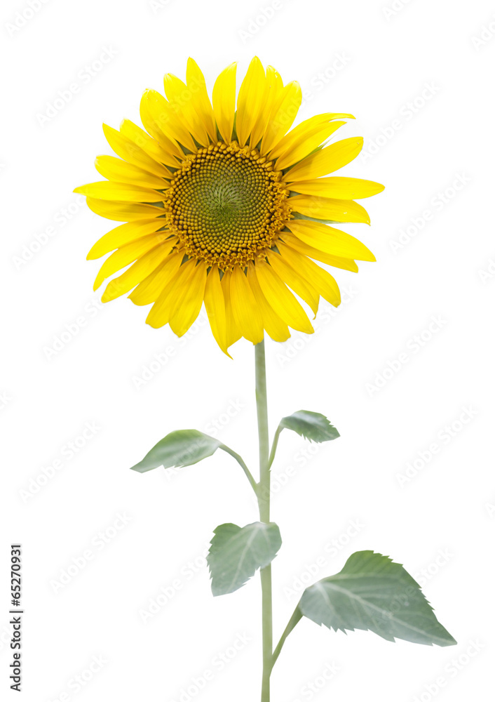 Obraz premium słonecznik