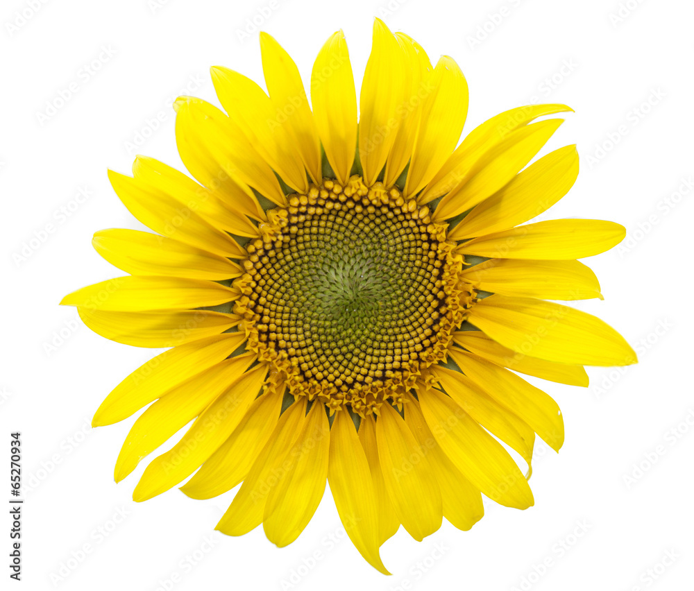 Fototapeta premium sunflower