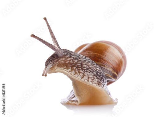 garden snail (Helix aspersa) isolated on white background