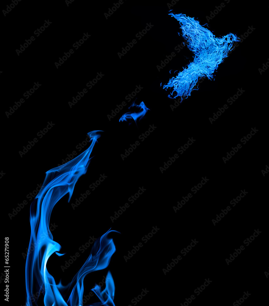 Obraz premium fire dove flying from blue flame isolated on black