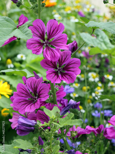 Fototapeta Naklejka Na Ścianę i Meble -  Mauretanische Malve, Malva sylvestris
