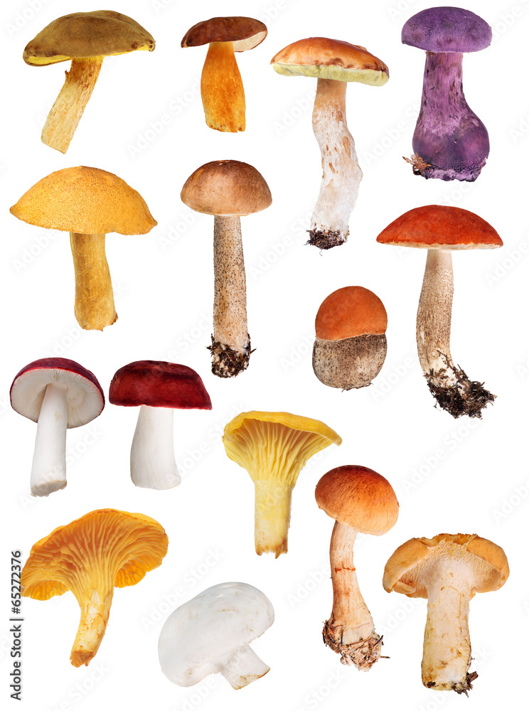 set of fifteen edible mushrooms isolated on white set of fifteen edible mushrooms isolated on white