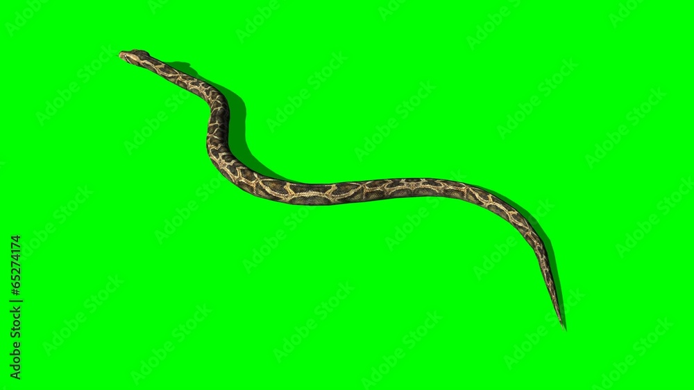 Python Snake Crawl - Green Screen Python Snake Crawl - Green Screen