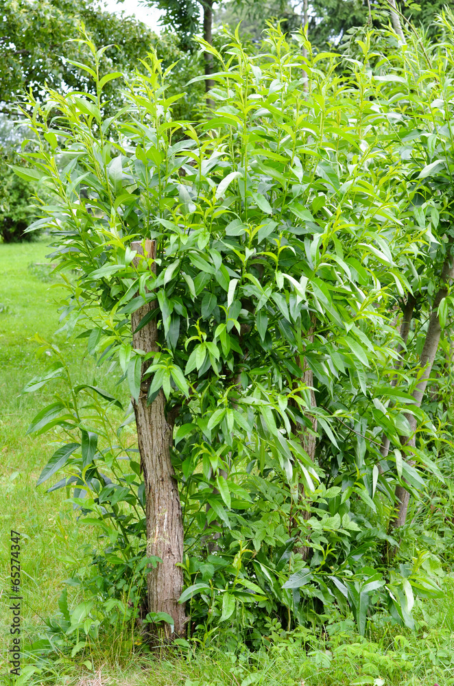 Obraz premium willow