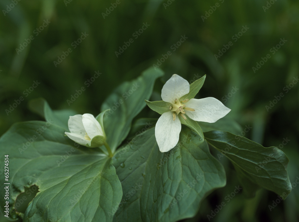 The image of beautiful nature The image of beautiful nature