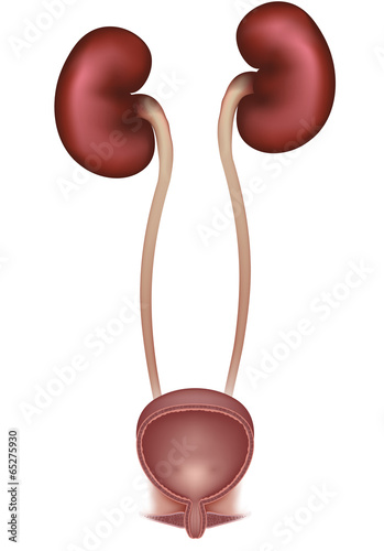 Kidneys and cross section of urinary bladder, urinary system