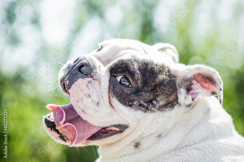 Bulldog profile