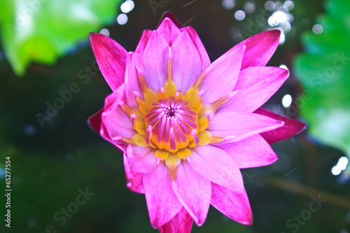  water lily flowers blooming on pond