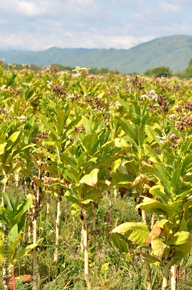tobacco tree tobacco tree