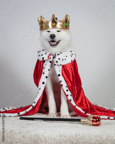 akita royal