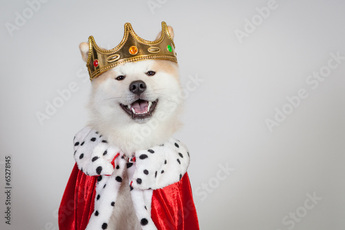 akita royal