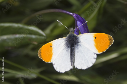Orange Tip Butterfly on Bluebell