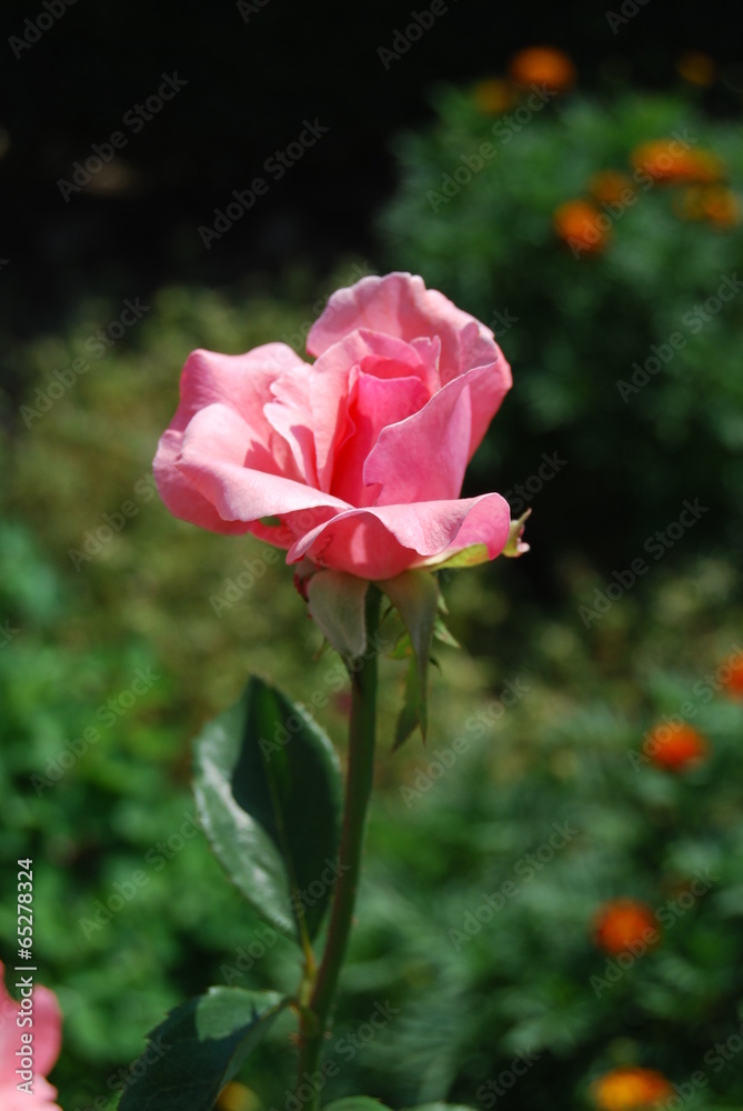 Pink rose