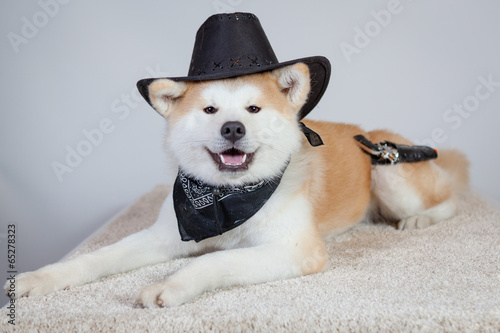 Akita Cow-boy