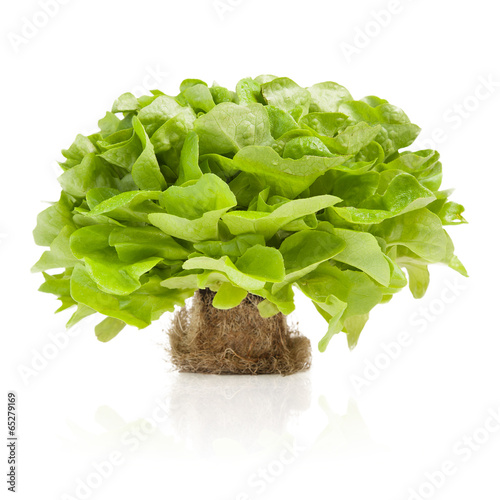 Kopfsalat mit Wurzelballen, Quadrat