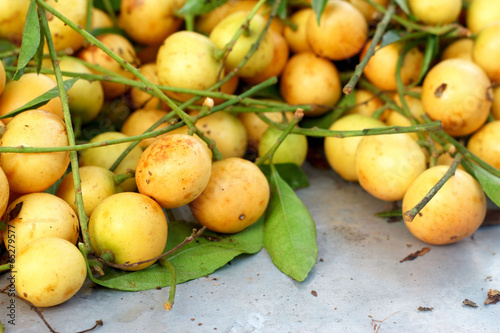 Close up marian plum fruit - asia fruit.