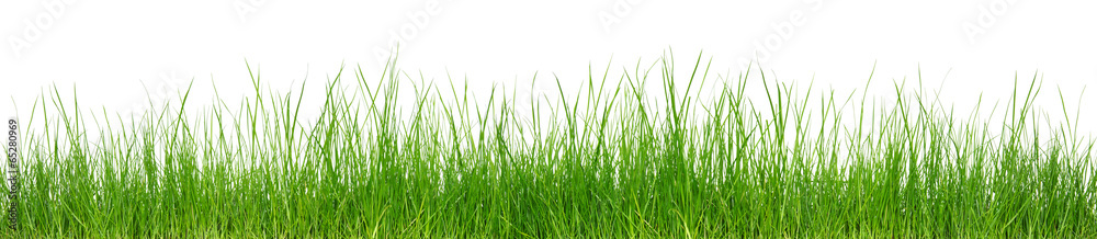 Green grass on white background - obrazy, fototapety, plakaty 
