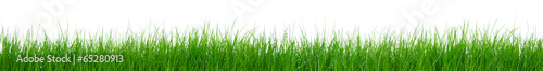 Green grass on white background #65280913