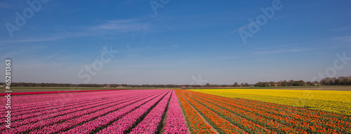 Panorama of a field of tulips in pink, orange and yellow © venemama