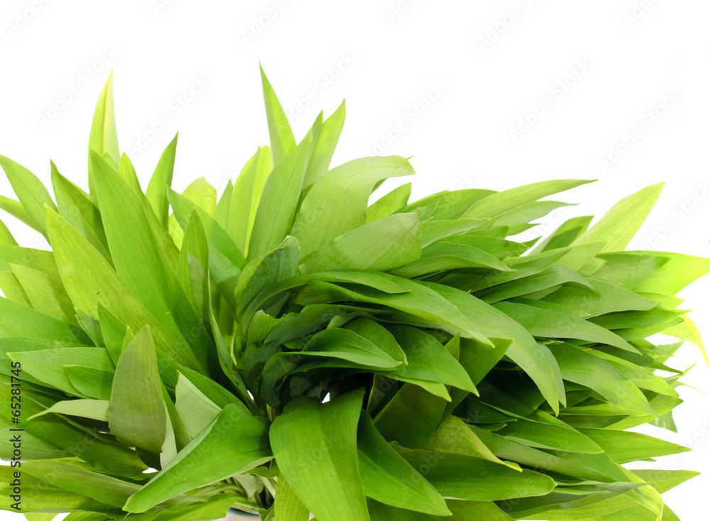 Wild Leek Isolated on White Background Wild Leek Isolated on White Background