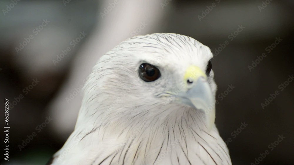 closeup scene of hawk, the powerful predator closeup scene of hawk, the powerful predator