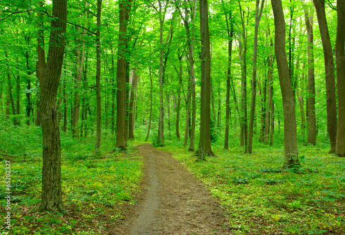 green forest