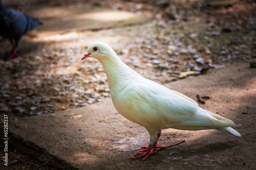 Pigeon in nature