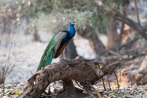 peafowl sitting on a tree trunk - national park ranthambore