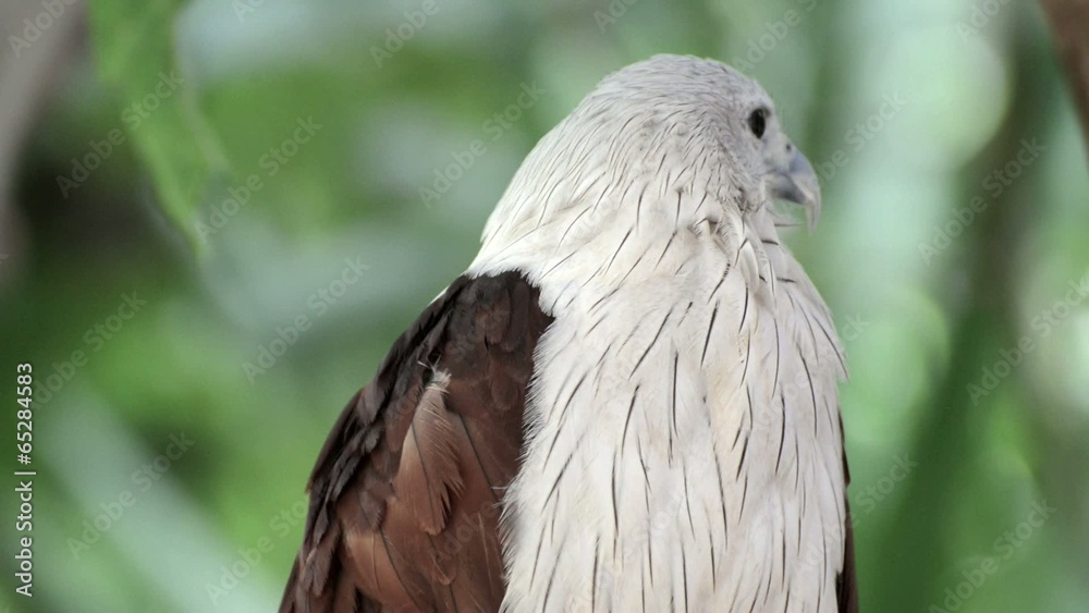 closeup scene of hawk, the powerful predator closeup scene of hawk, the powerful predator