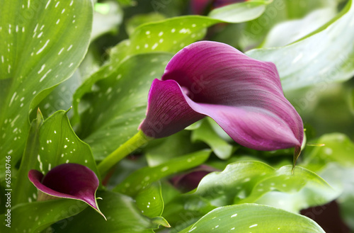 Foto purple calla lily with many leaves