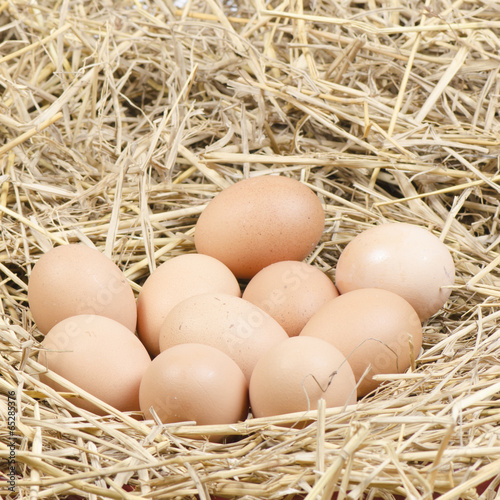 brown chicken eggs in a straw nest
