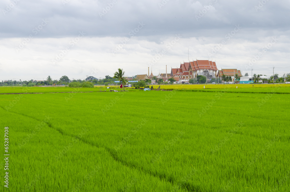 The lush paddy fields of agriculture, Thailand. The lush paddy fields of agriculture, Thailand.