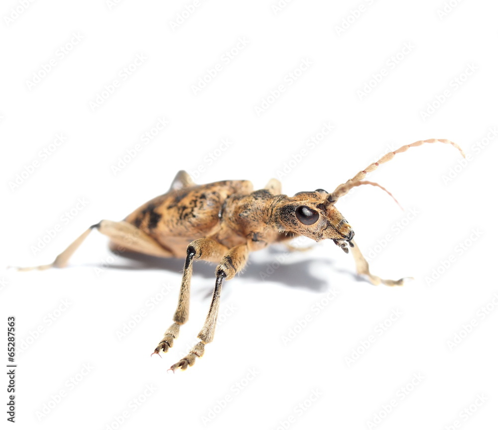 Ribbed pine borer, rhagium inquisitor, isolated on white Ribbed pine borer, rhagium inquisitor, isolated on white