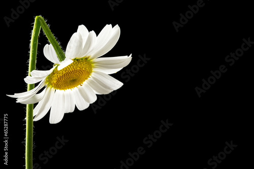 Fototapeta Naklejka Na Ścianę i Meble -  Beautiful fresh white summer daisy
