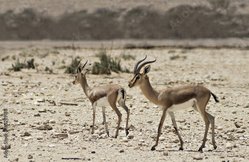 Dorcas Gazelle in Israeli nature reserve