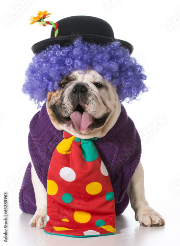 silly dog